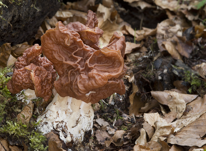 Discina fastigiata